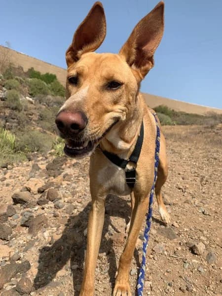 Ely, male Podenco for adoption at description — photo 7 of 63