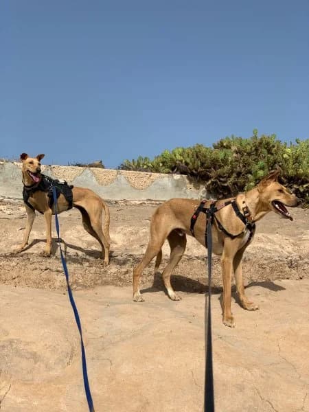 Ely, male Podenco for adoption at description — photo 8 of 63