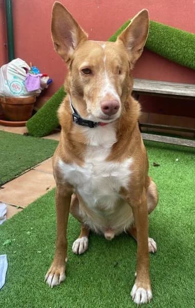 Pacco, male 5yo Podenco for adoption at description, AL Ridderkerk