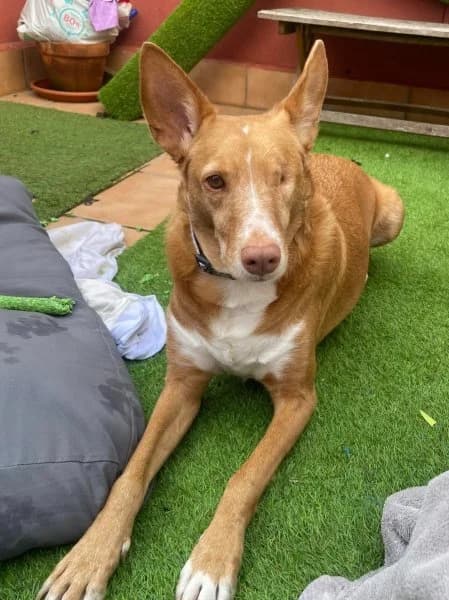 Pacco, male Podenco for adoption at description — photo 2 of 71