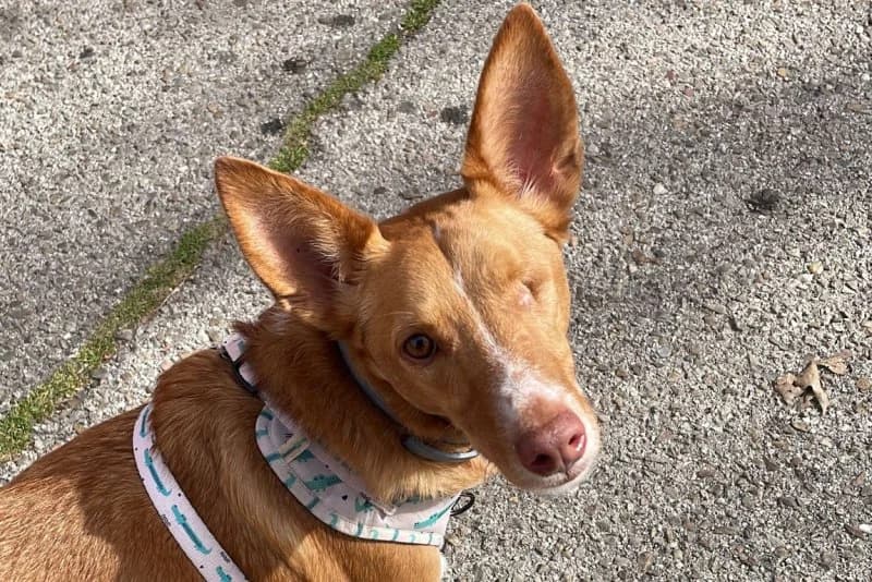 Pacco, male Podenco for adoption at description — photo 3 of 71