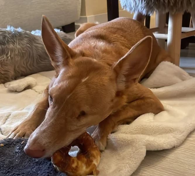 Pacco, male Podenco for adoption at description — photo 4 of 71