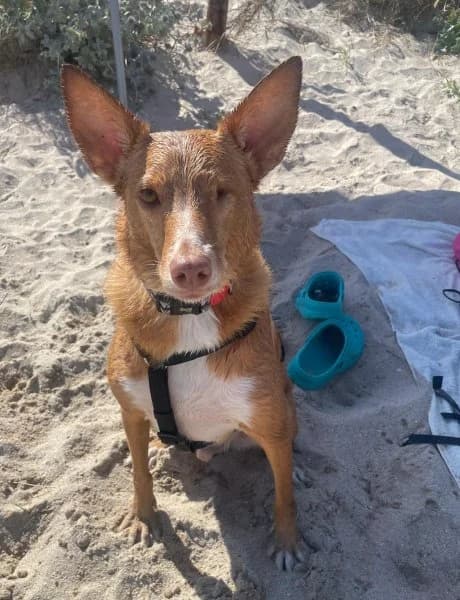 Pacco, male Podenco for adoption at description — photo 5 of 71