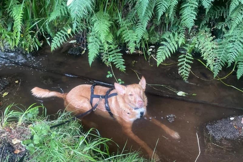 Pacco, male Podenco for adoption at description — photo 6 of 71