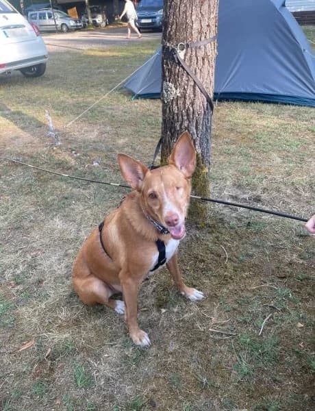 Pacco, male Podenco for adoption at description — photo 7 of 71