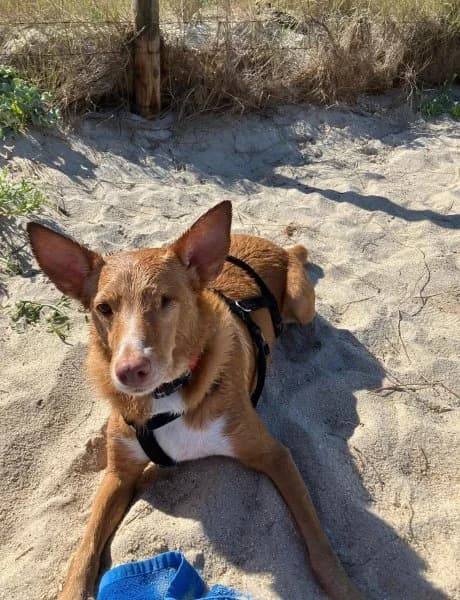 Pacco, male Podenco for adoption at description — photo 8 of 71