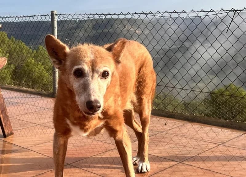Tasha, female senior Podenco for adoption at description, AL Ridderkerk
