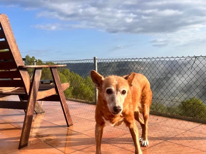 Tasha, female Podenco for adoption at description — photo 2 of 39