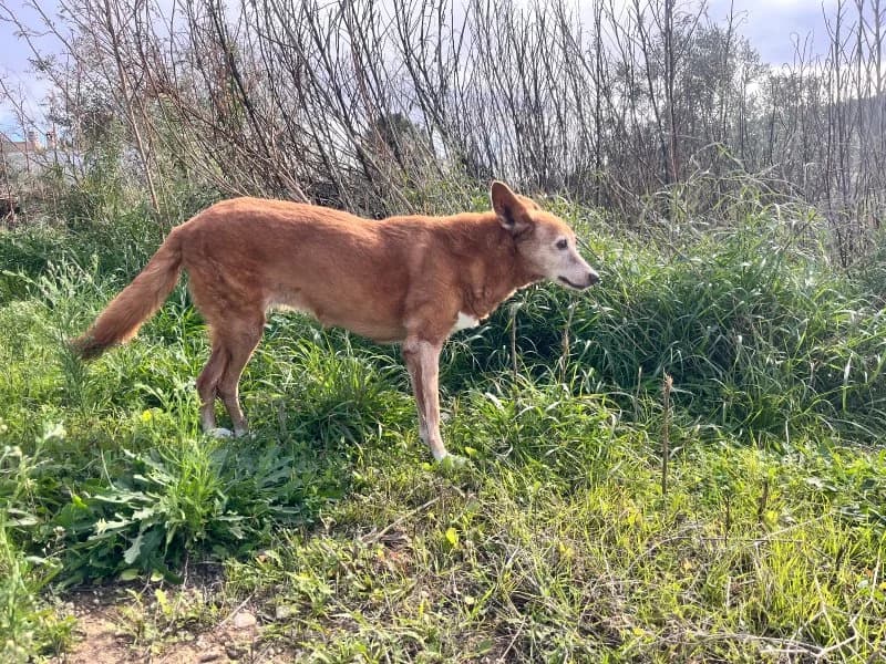 Tasha, female Podenco for adoption at description — photo 3 of 39