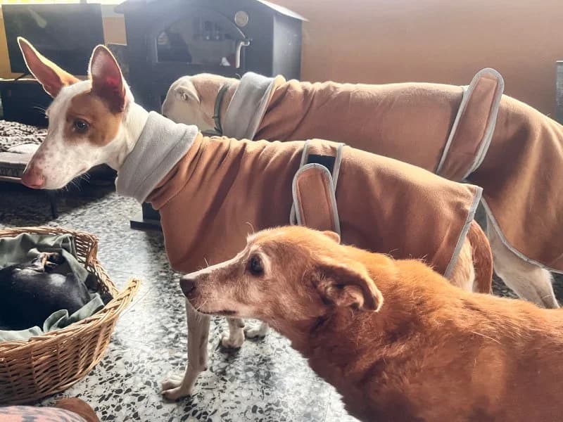 Tasha, female Podenco for adoption at description — photo 4 of 39