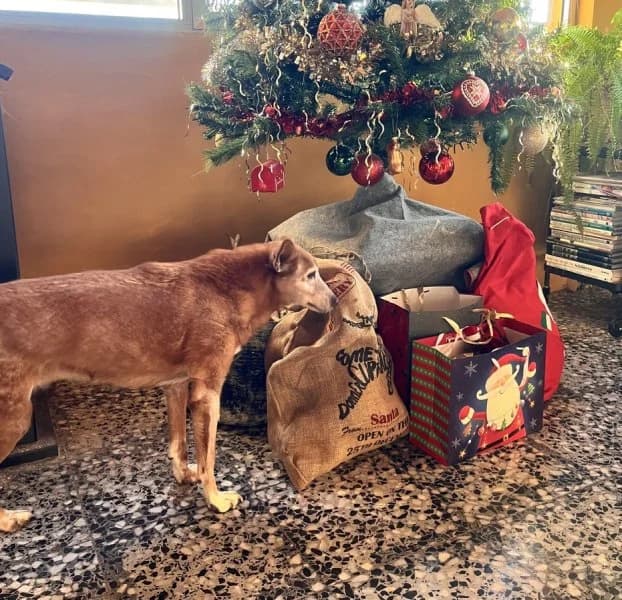 Tasha, female Podenco for adoption at description — photo 5 of 39