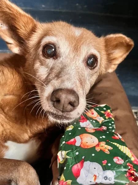 Tasha, female Podenco for adoption at description — photo 6 of 39