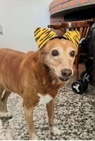 Tasha, female Podenco for adoption at description — photo 7 of 39