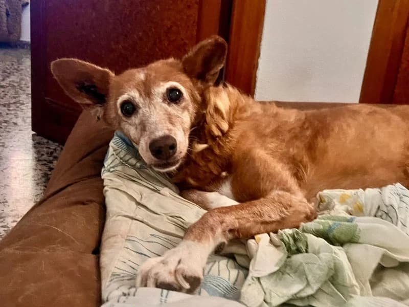 Tasha, female Podenco for adoption at description — photo 8 of 39