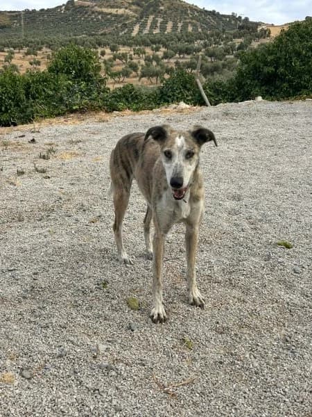 Charly, male 7yo Podenco for adoption at description, AL Ridderkerk
