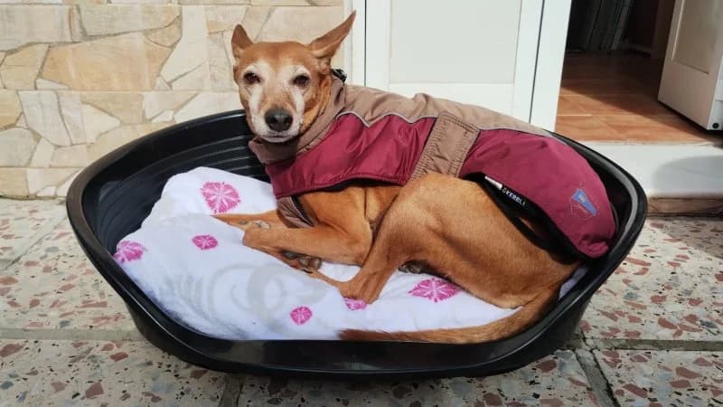 Hope, female 7yo Podenco for adoption at description, AL Ridderkerk