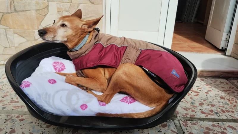 Hope, female Podenco for adoption at description — photo 2 of 37