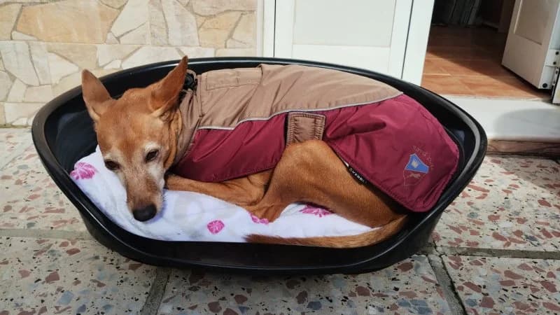 Hope, female Podenco for adoption at description — photo 3 of 37