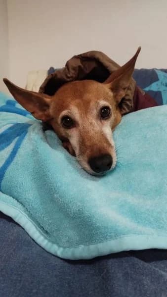 Hope, female Podenco for adoption at description — photo 4 of 37