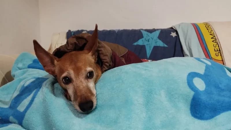 Hope, female Podenco for adoption at description — photo 5 of 37