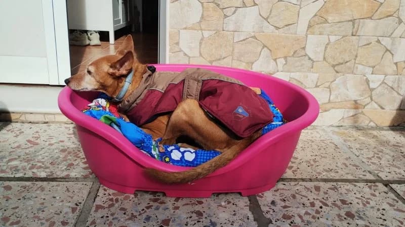 Hope, female Podenco for adoption at description — photo 6 of 37