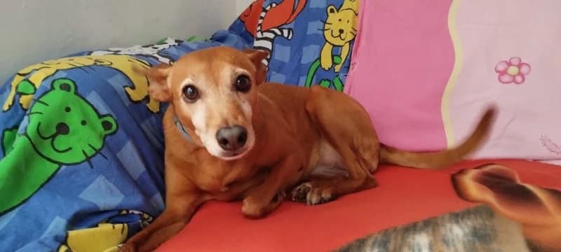 Hope, female Podenco for adoption at description — photo 7 of 37