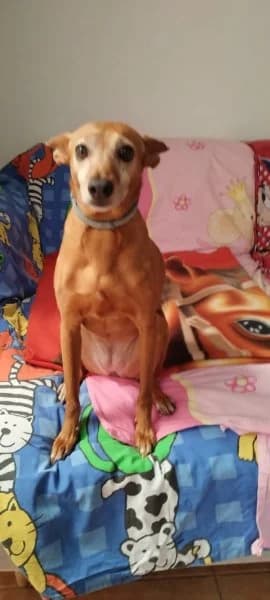 Hope, female Podenco for adoption at description — photo 8 of 37