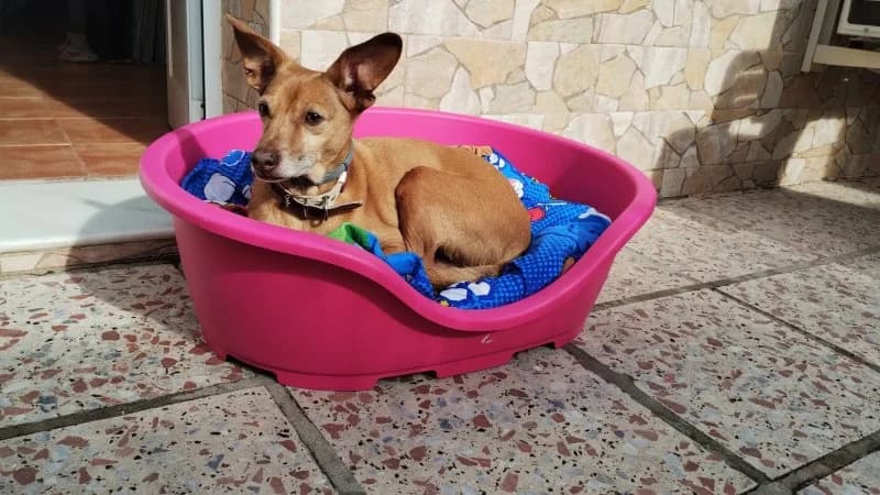 Benito, male senior Podenco for adoption at description, AL Ridderkerk