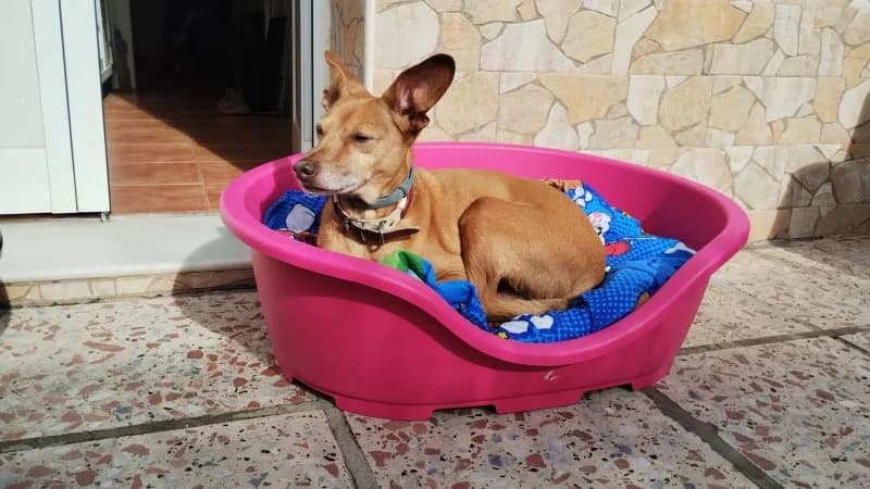 Benito, male Podenco for adoption at description — photo 2 of 32