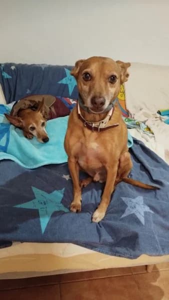 Benito, male Podenco for adoption at description — photo 3 of 32