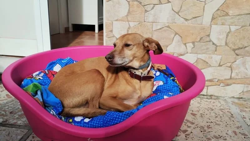 Benito, male Podenco for adoption at description — photo 4 of 32