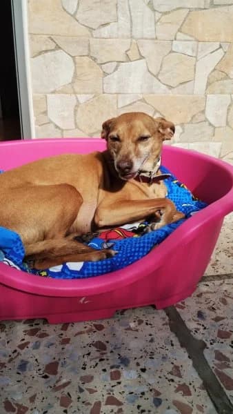 Benito, male Podenco for adoption at description — photo 5 of 32