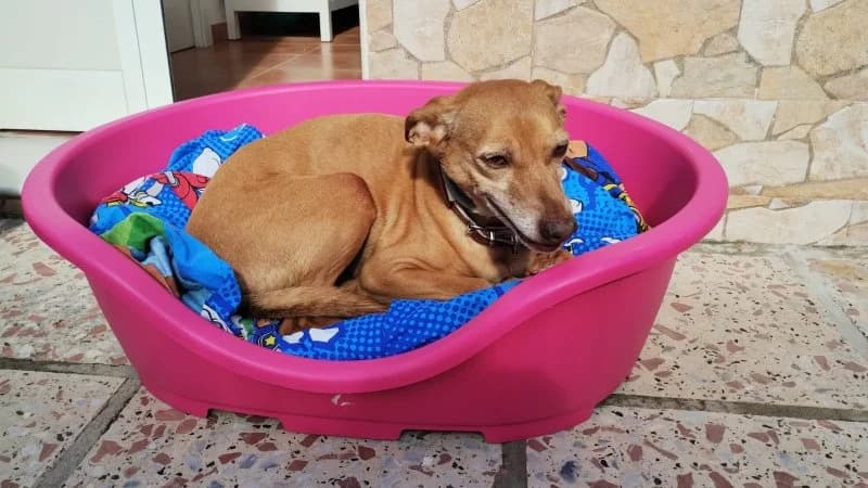 Benito, male Podenco for adoption at description — photo 6 of 32