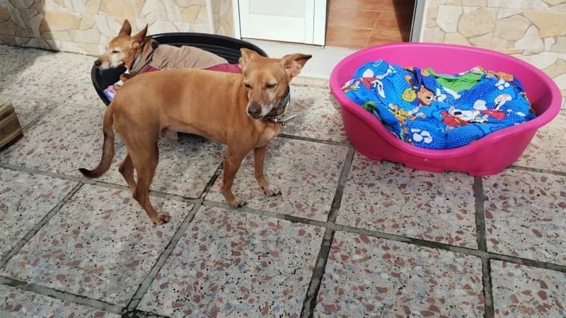 Benito, male Podenco for adoption at description — photo 7 of 32