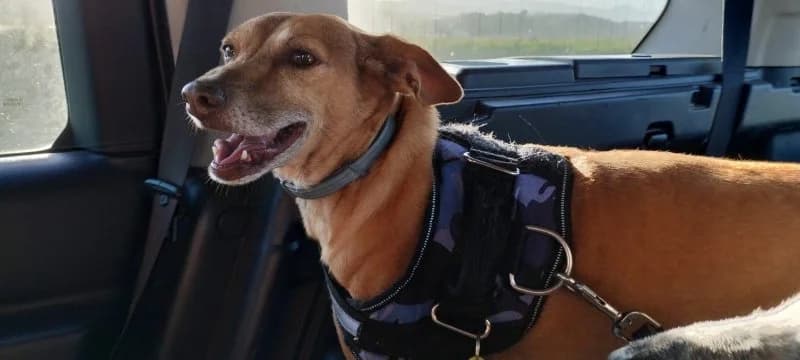 Benito, male Podenco for adoption at description — photo 8 of 32