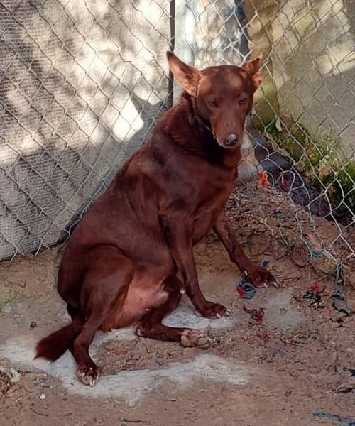 Leon, male 7yo Podenco for adoption at description, AL Ridderkerk