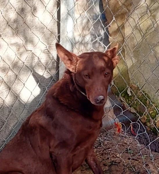 Leon, male Podenco for adoption at description — photo 2 of 18