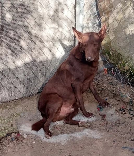 Leon, male Podenco for adoption at description — photo 3 of 18