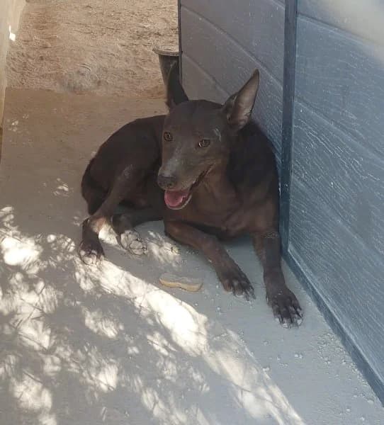 Leon, male Podenco for adoption at description — photo 4 of 18