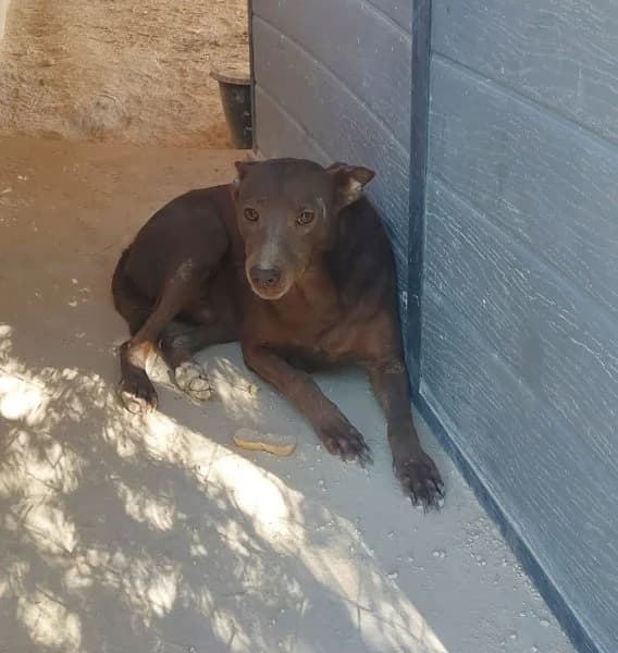 Leon, male Podenco for adoption at description — photo 5 of 18