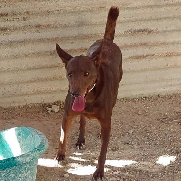 Leon, male Podenco for adoption at description — photo 6 of 18