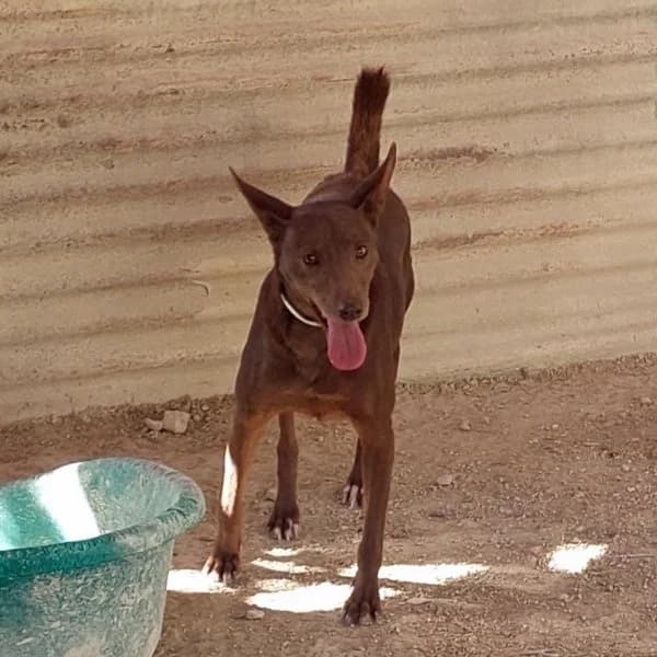 Leon, male Podenco for adoption at description — photo 7 of 18