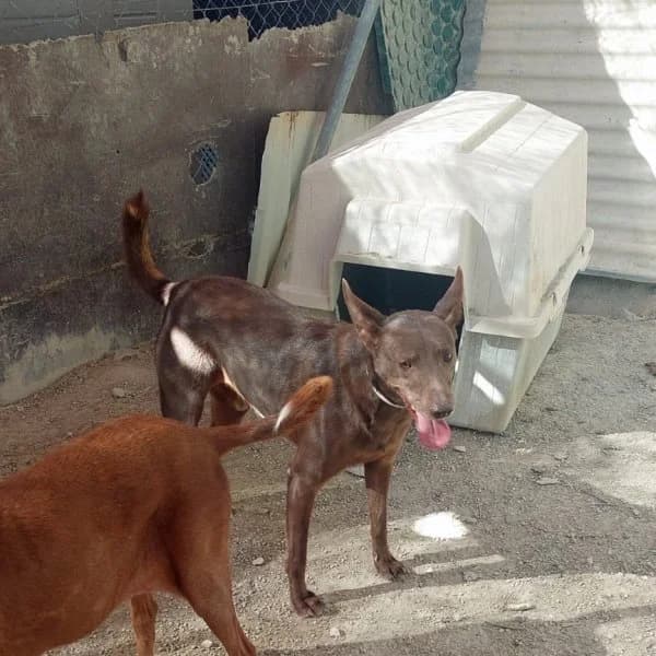 Leon, male Podenco for adoption at description — photo 8 of 18