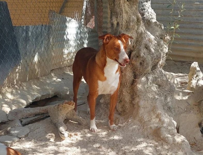Billy, male 4yo Podenco for adoption at description, AL Ridderkerk