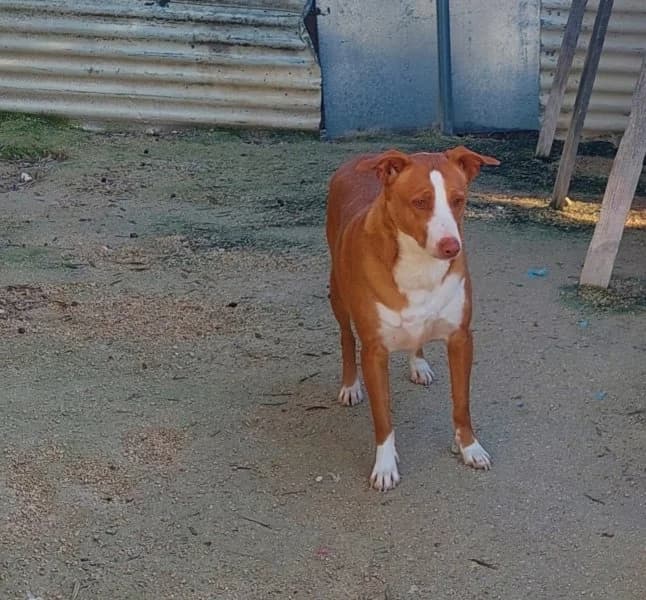 Billy, male Podenco for adoption at description — photo 2 of 27