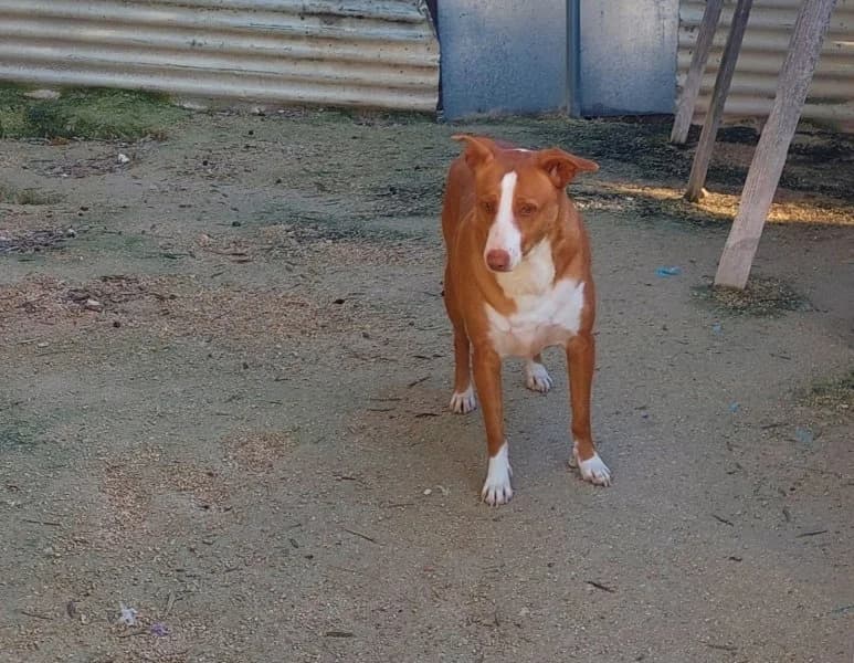 Billy, male Podenco for adoption at description — photo 3 of 27