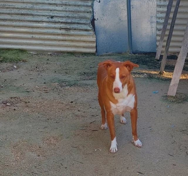 Billy, male Podenco for adoption at description — photo 4 of 27