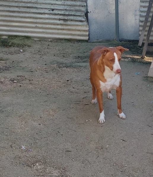 Billy, male Podenco for adoption at description — photo 5 of 27