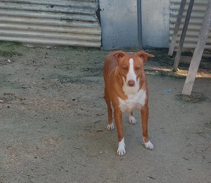 Billy, male Podenco for adoption at description — photo 6 of 27