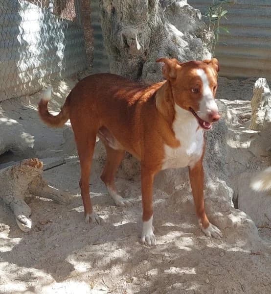 Billy, male Podenco for adoption at description — photo 7 of 27